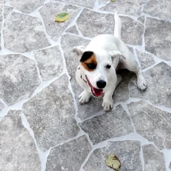 Trawertyn dzikówka / crazy paving na taras chodnik Ash Argent 3cm