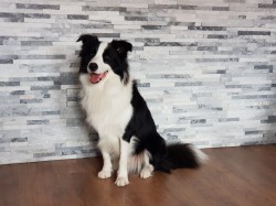 Kamień kwarcytowy stackstone cloud 10x40