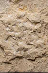 Kamień dekoracyjny beżowy Pure Sunny 7x20-40 Free Length